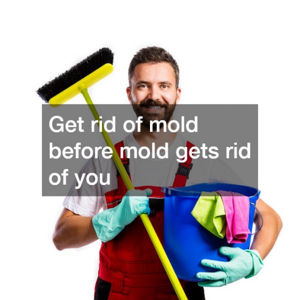 Get rid of mold before mold gets rid of you